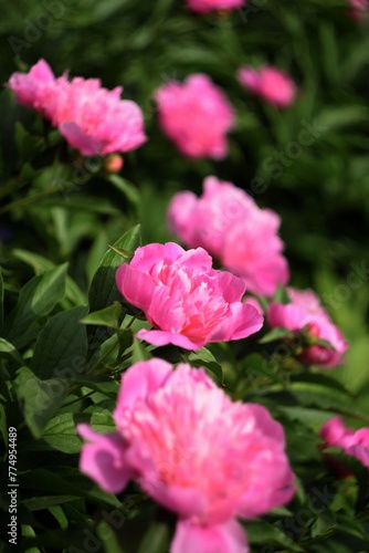 Peonies pink flowers in garden background, floral background, bokeh flowers background, selective focus, manual Helios lens.