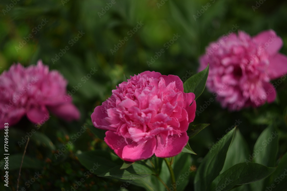 Peonies pink flowers in garden background, floral background, pink peonies on bokeh green background, selective focus, manual Helios lens.