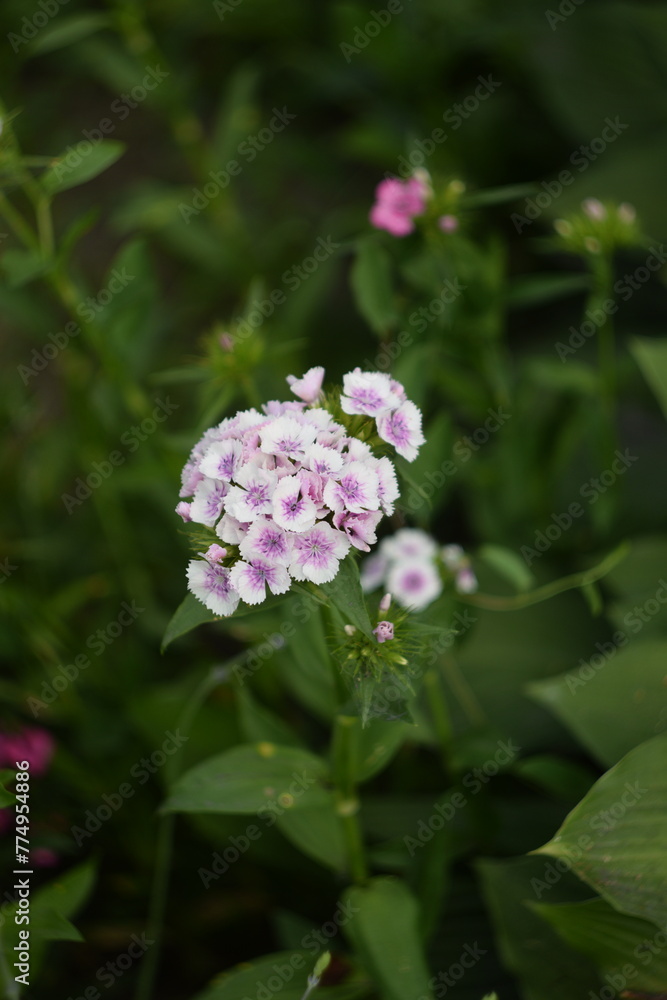 Pink dianthus blooming in summer garden, soft focus, by manual helios lens. Pink dianthus blooming in summer garden, soft focus, by manual helios lens.