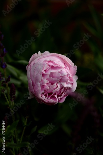 Φωτογραφία Paeonia lactiflora 'Sarah Bernhardt' flower buds, pink peony just before blooming, beauty in summer garden, on dark green bokeh background by manual Helios lens
