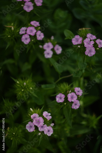 Pink dianthus blooming in summer garden, soft focus, by manual helios lens.