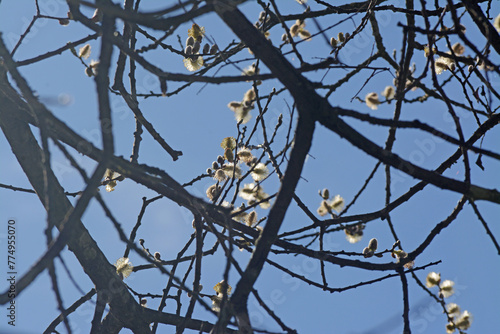 Éclosion des chatons de saule  marsault sur fond de ciel entre les branches.