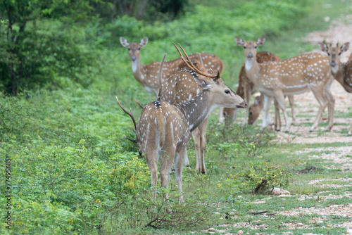 Axis indian (Axis axis) is a smaller, strikingly coloured species of southern Asian deer. It is considered the prettiest kind of deer. © vaclav