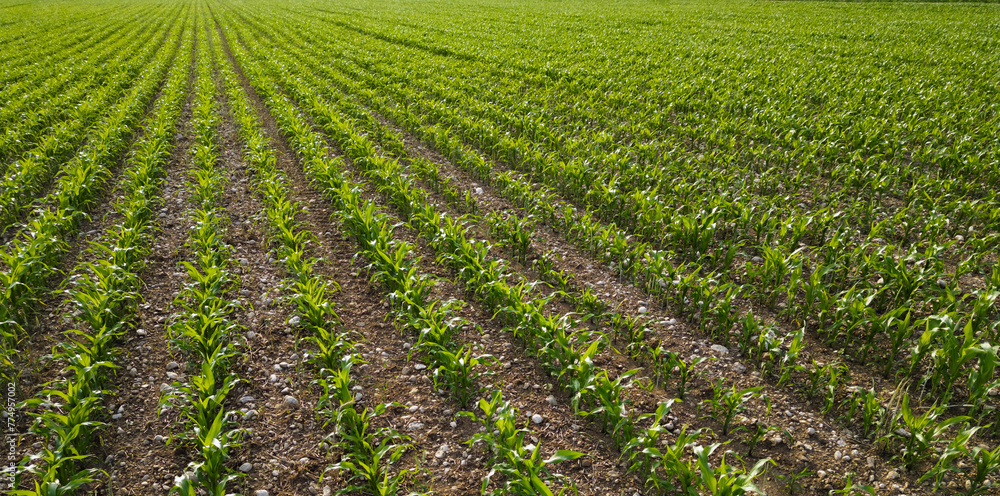 Young corn field plantation growing up on a field Young corn field plantation growing up on a field