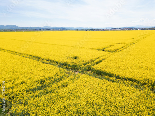 Beautiful  endless cultivated yellow flowering rapeseed fields in the summertime  aerial view. Oilseed rape  production  and agronomy concepts.
