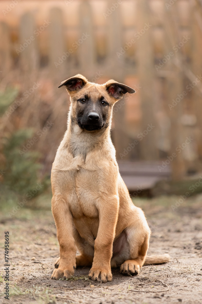 Belgian Shepherd Malinois puppy. Dog litter. Working dog kennel. Cute little puppies playing outdoor Belgian Shepherd Malinois puppy. Dog litter. Working dog kennel. Cute little puppies playing outdoor