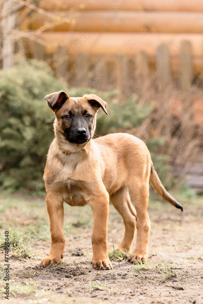 Belgian Shepherd Malinois puppy. Dog litter. Working dog kennel. Cute little puppies playing outdoor