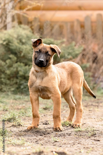 Belgian Shepherd Malinois puppy. Dog litter. Working dog kennel. Cute little puppies playing outdoor