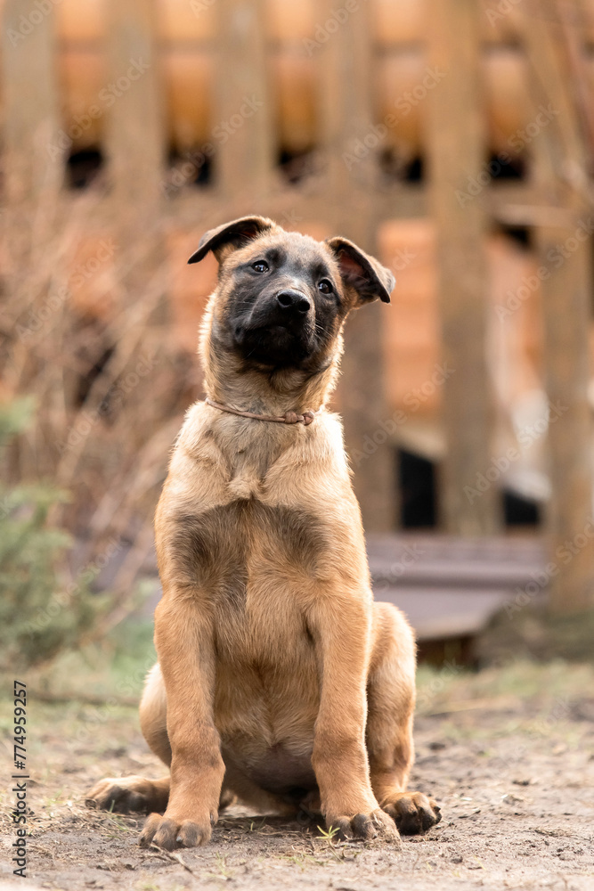 Belgian Shepherd Malinois puppy. Dog litter. Working dog kennel. Cute little puppies playing outdoor Belgian Shepherd Malinois puppy. Dog litter. Working dog kennel. Cute little puppies playing outdoor