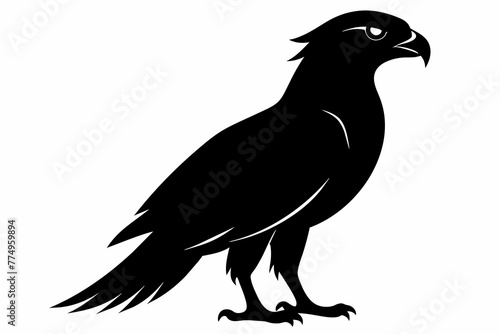 hawk bird silhouette black vector illustration photo