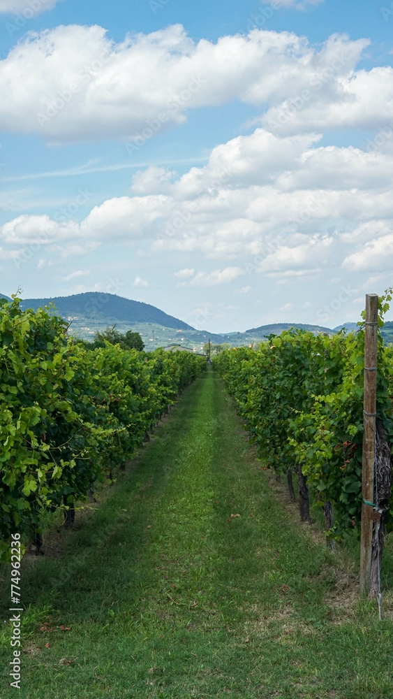 Green grape vines, wine fields and blue sky - Stock photo