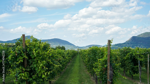 Green grape vines  wine fields and blue sky - Stock photo