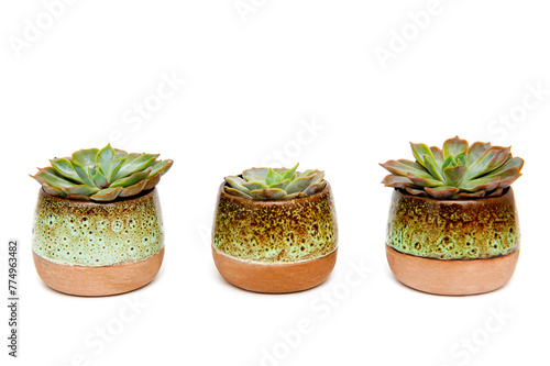 Succulent Echeveria agavoides pot plants isolated on white background