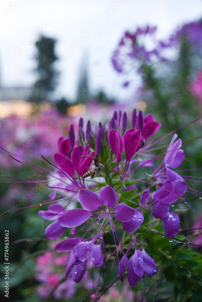 Obraz premium Spiny spider flowers after the rain