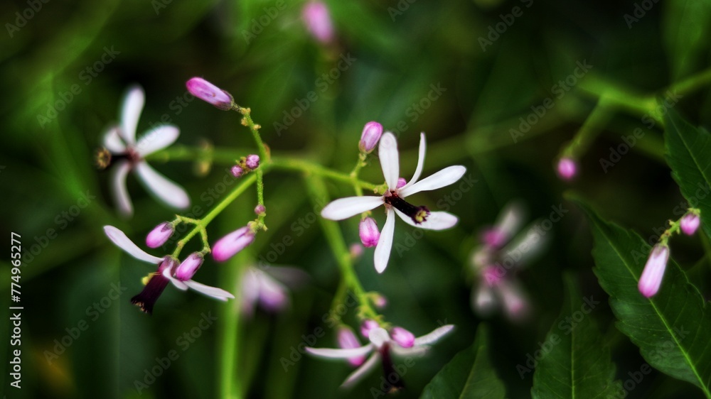 Closeup shot of the light purple flowers Closeup shot of the light purple flowers