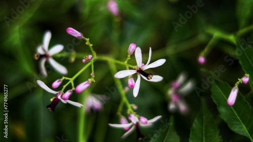 Closeup shot of the light purple flowers
