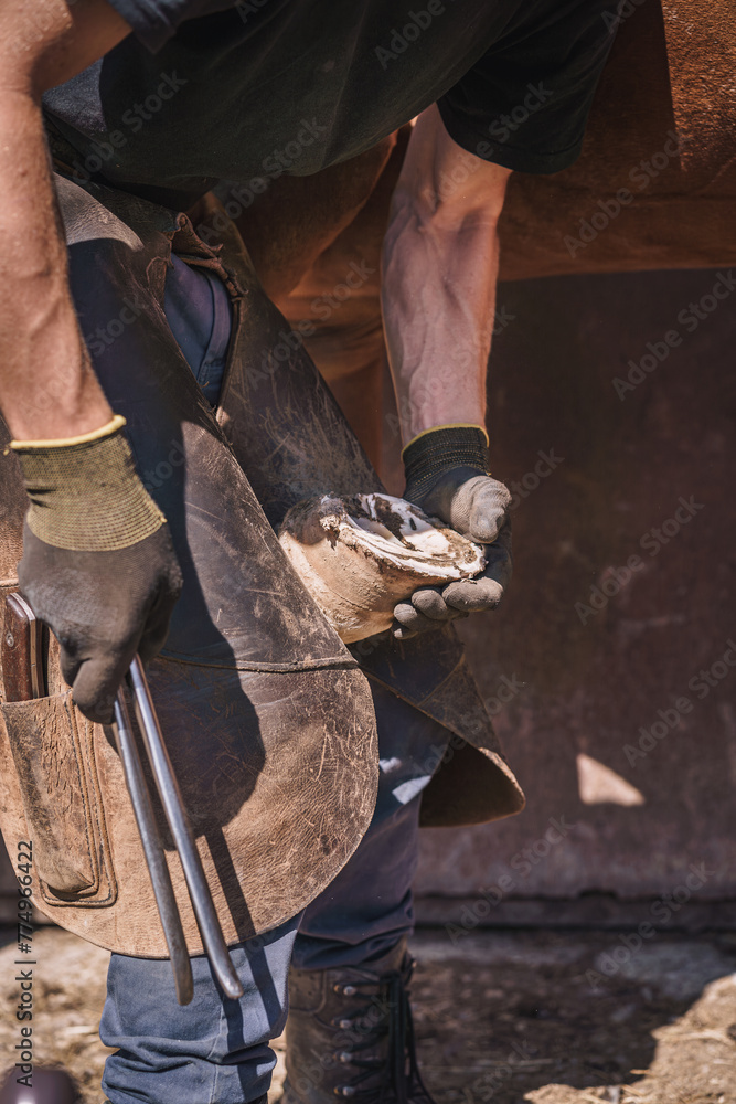 The farrier checks the condition of the horse's hoof.