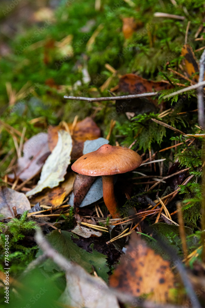 Closeup shot of the pine spike mushroom growing in the woods on a sunny day with blur background Closeup shot of the pine spike mushroom growing in the woods on a sunny day with blur background
