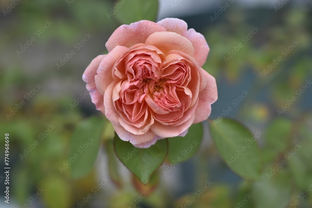 Vertical macro shot of a pink Garden rose blooming in the greenery