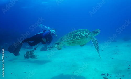 a diver and a sea turtle on a reef in the caribbean sea