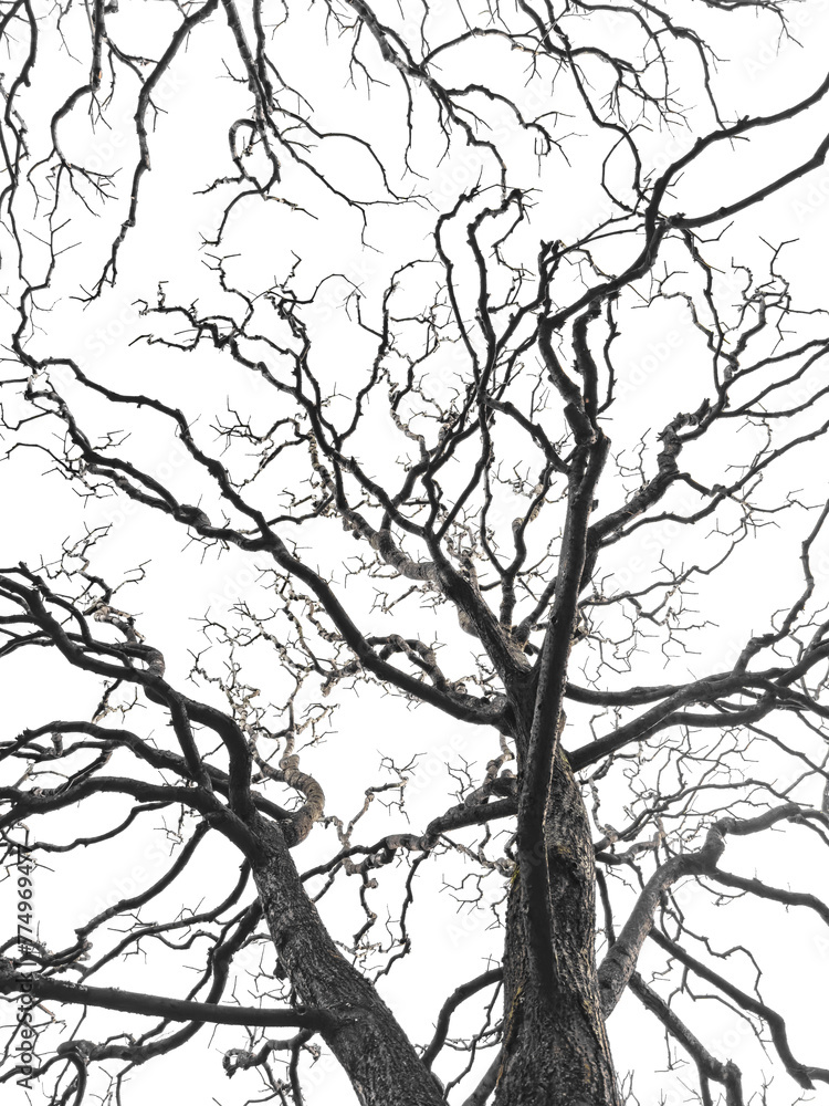 Fototapeta premium Bare tree branches similar in shape to a thunderstorm, branches against the sky, sadness and depression