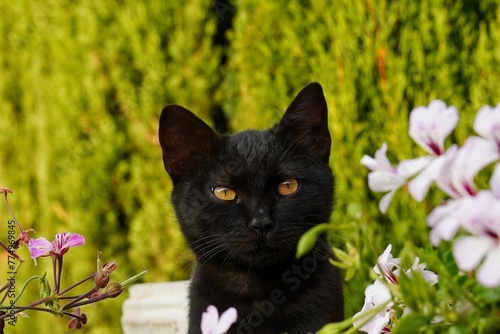 Closeup shot of a cute black cat standing behind the flowers