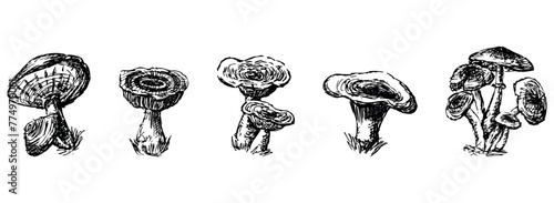 Mushrooms edible, russula, honey mushrooms, milk mushrooms, raw food, sketch, hand drawn vector illustration, isolated on white