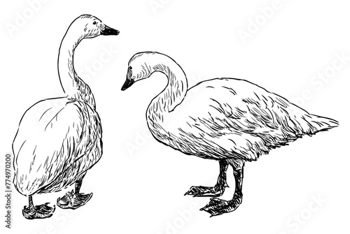 Swan, birds, white,two, waterfowl, beak, contour drawing, sketch,vector, hand drawn iluustration isolated on white