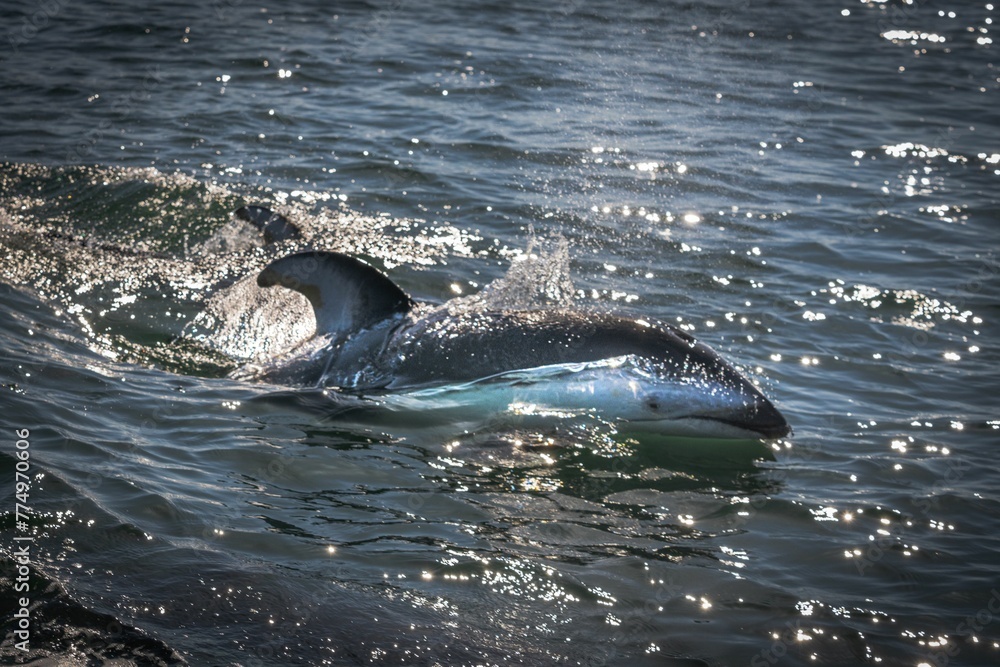 Fototapeta premium Closeup shot of a swimming dolphin