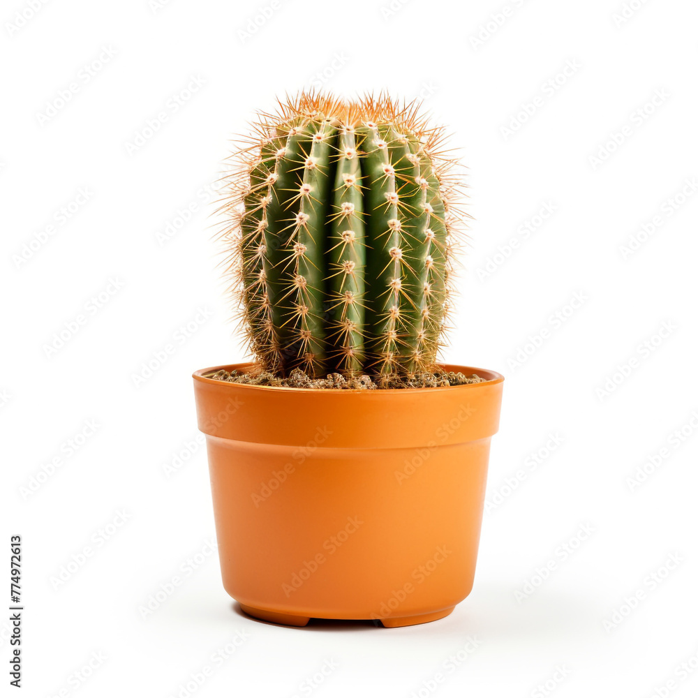 cactus on isolated white background сreated with Generative Ai cactus on isolated white background сreated with Generative Ai