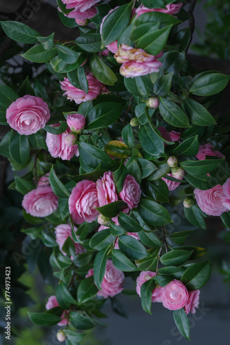 東京港区赤坂氷川公園の椿が最盛期