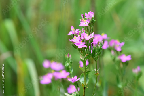 Common centaury plant in bloom. Centaurium erythraea