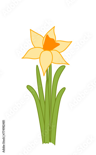 Narcissus. Yellow narcissus. Spring yellow flower. Cartoon, vector