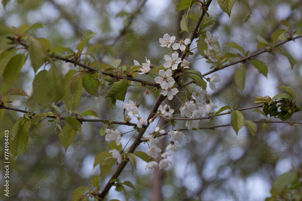 Spring Cherry Blossoms on Tree Branch in Bloom Spring Cherry Blossoms on Tree Branch in Bloom