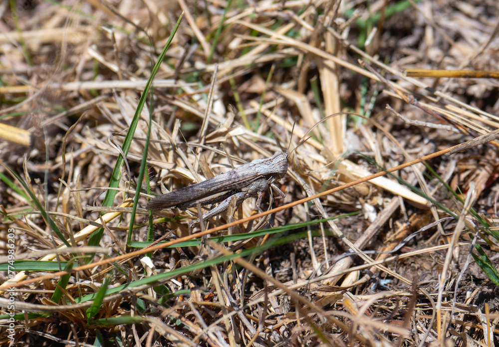 A Morphacris fasciata grasshopper, a grasshopper native to South Africa. A Morphacris fasciata grasshopper, a grasshopper native to South Africa.
