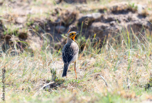 An orange-throated longclaw, Macronyx capensis, perched on the ground in green grass. photo