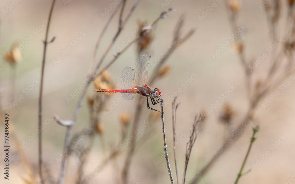 Fototapeta premium A Nomad, Sympetrum fonscolombii, dragonfly is seen sitting atop dry twigs in South Africa.