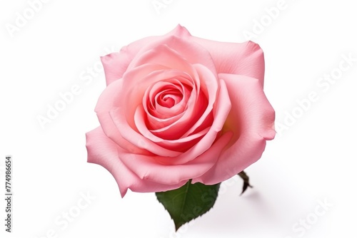 A single pink rose with a soft focus  isolated on a white background  symbolizing love and elegance. Single Pink Rose Isolated on White