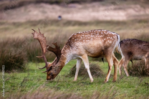 Beautiful deer with big horns walk in the forest  park. Deer eat grass. Beautiful foggy morning. Deer graze on the lawn. National Park with animals  deer.