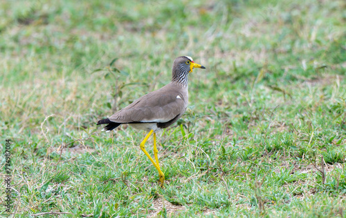 A wattled lapwing, Vanellus senegallus, is standing in the grass in South Africa photo