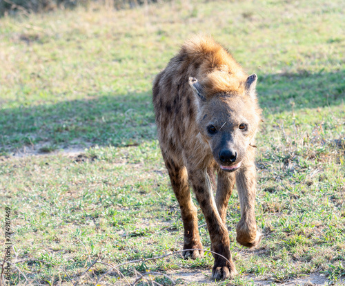 A Spotted Hyena, Crocuta crocuta, is seen walking across a grass-covered field in South Africa.
