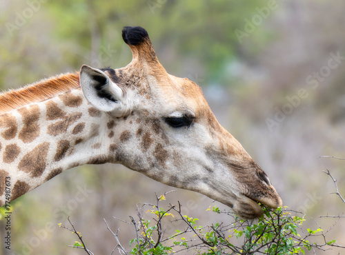 A southern African giraffe is standing tall next to a tree, using its long neck to reach the leaves and feed.