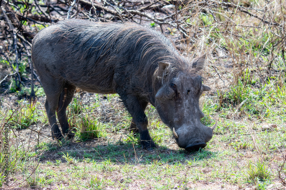 A Southern Warthog, Phacochoerus africanus ssp. sundevallii, is feeding on grass in a field in South Africa. A Southern Warthog, Phacochoerus africanus ssp. sundevallii, is feeding on grass in a field in South Africa.