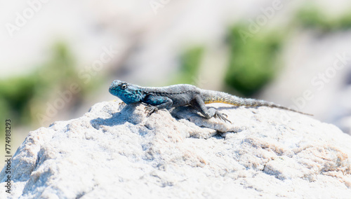 A Southern Rock Agama lizard, Agama atra, perched on top of a rock in South Africa.