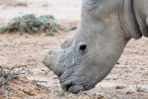 A close-up view of a dehorned Southern White Rhinoceros, Ceratotherium simum ssp. simum, in South Africa. photo