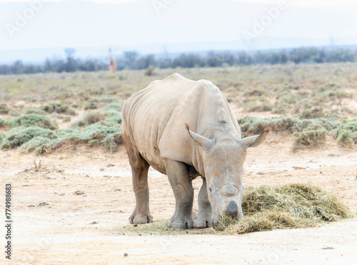 A dehorned Southern White Rhinoceros, Ceratotherium simum ssp. simum, is seen grazing on grass in a vast field in South Africa.