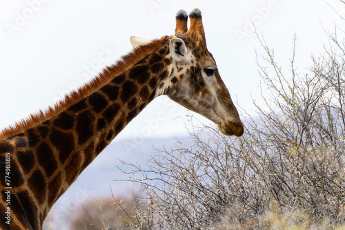 A southern African giraffe stands tall next to a tree in a vast open field in South Africa.