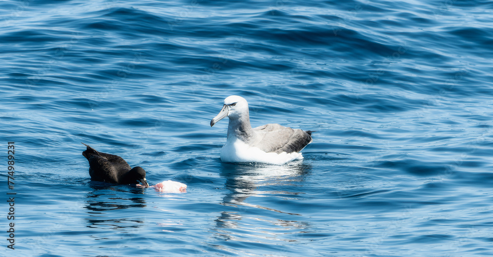 A White-capped Albatross, Thalassarche cautain, floating on the ocean, with a klingkip fish, in South Africa.