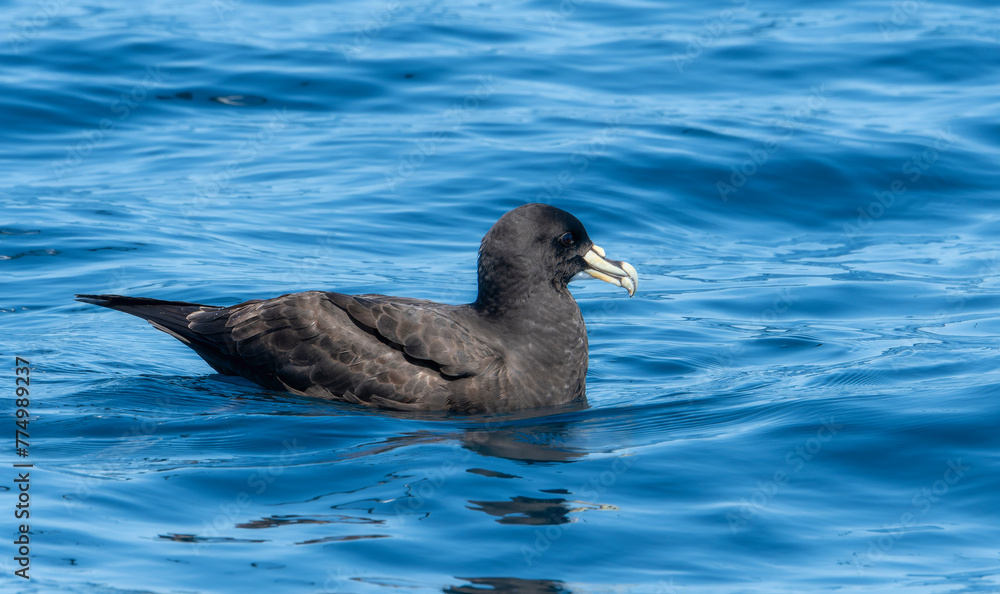A White-chinned Petrel Procellaria aequinoctialis, is seen floating effortlessly on top of a body of water. In South Africa. A White-chinned Petrel Procellaria aequinoctialis, is seen floating effortlessly on top of a body of water. In South Africa.