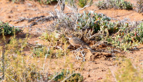 A Spike-heeled Lark, Chersomanes albofasciata, perched on a plant in a dirt field in South Africa.